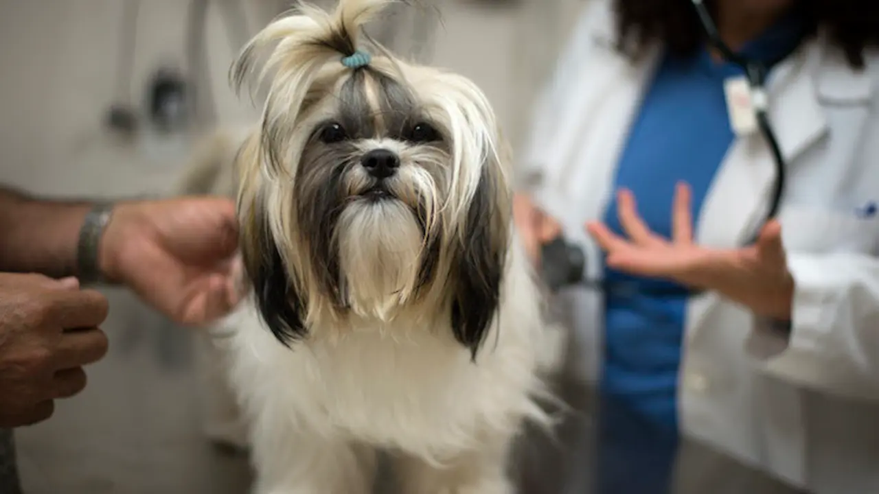 Perro en el veterinario.