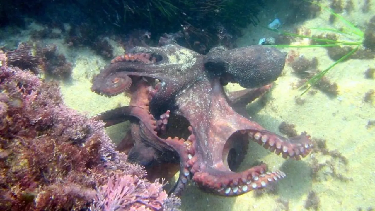 Pulpo. / PxHere