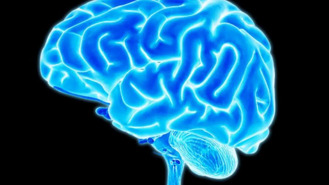 El cerebro. / National Geographic.