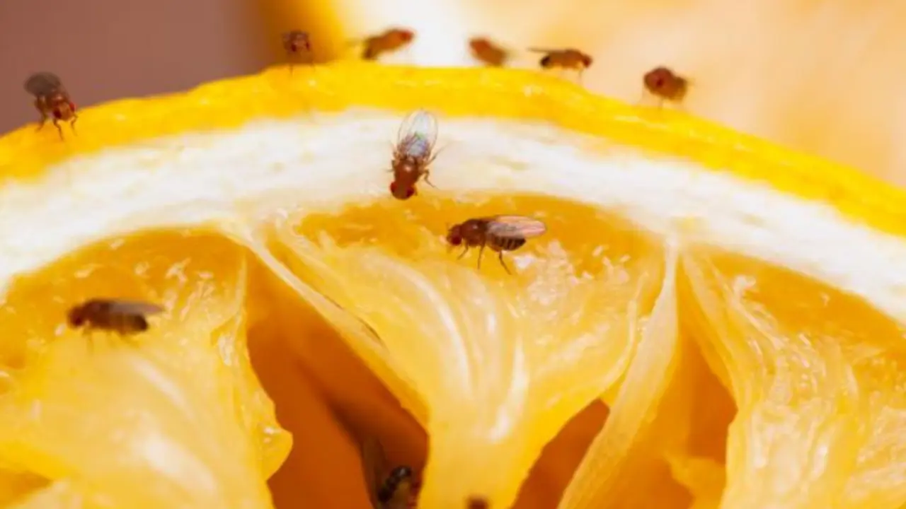 Mosquitos en las frutas. / Food Network.