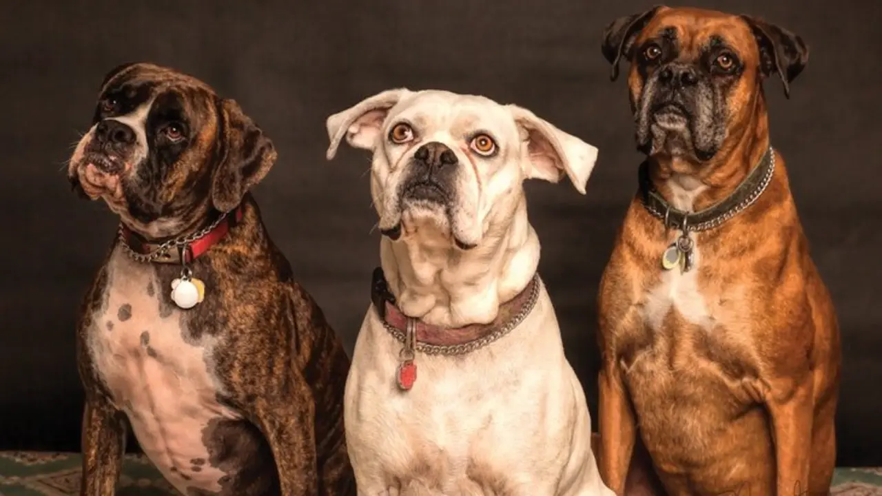 Perros. / Pexels.com.