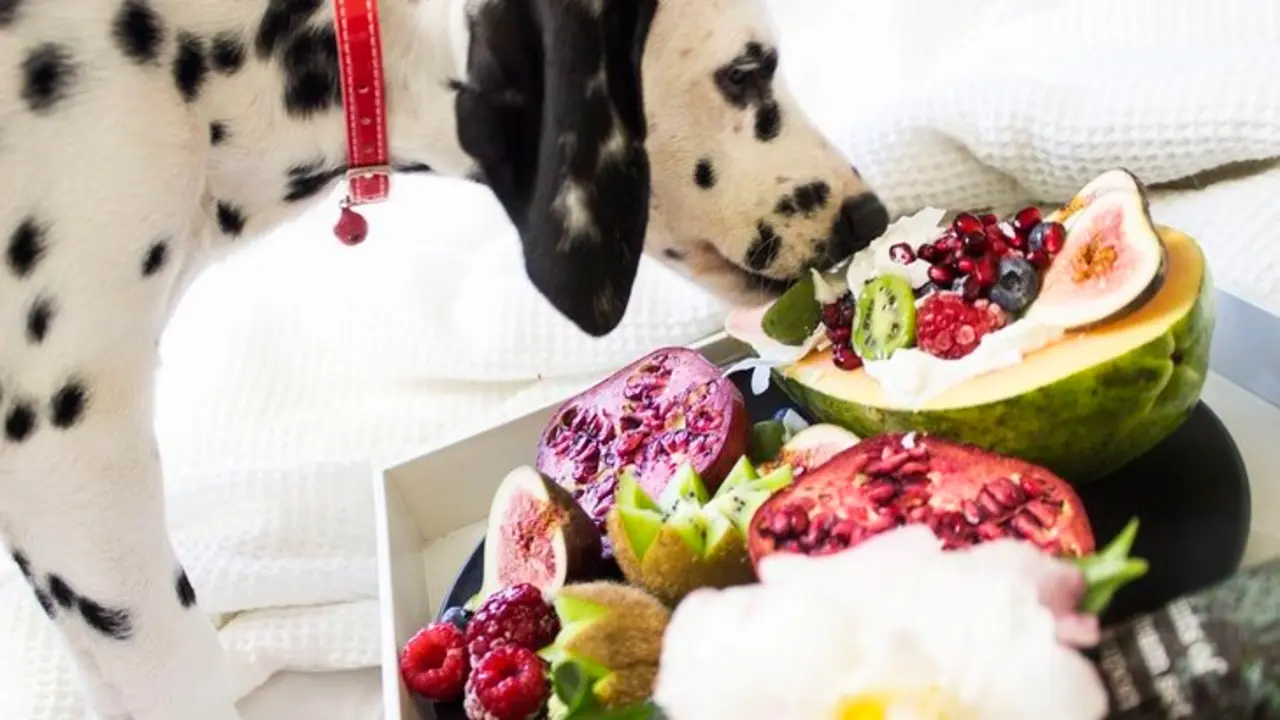 Perro comiendo frutas. / Pexels.com.