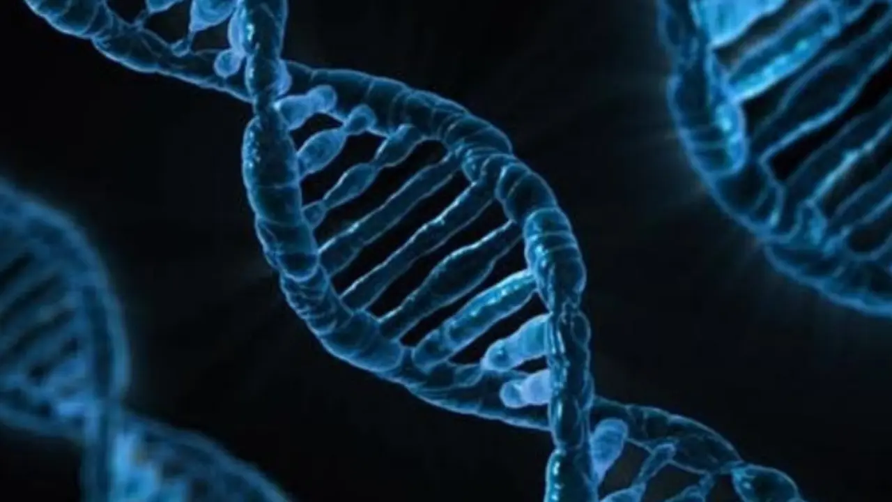 Nuevas t&eacute;cnicas determinan mejor c&oacute;mo el ADN viral antiguo influye en los genes humanos. / Abc.es.