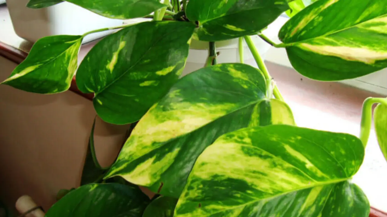 Hiedra Epipremnum (Pothos). / Our House Plants.