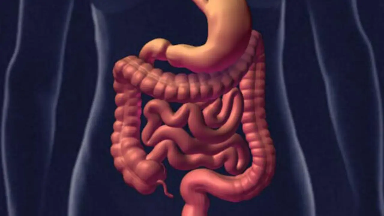 Intestino. / Mammoth Hunters.