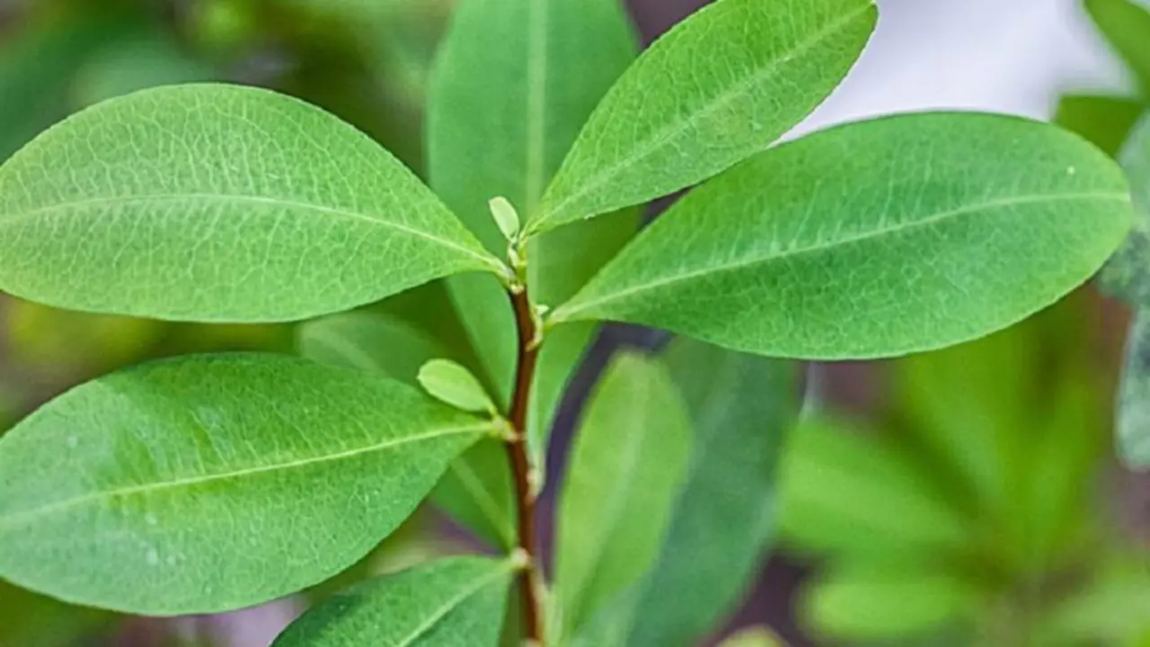 Hoja de Coca. / RRSS.