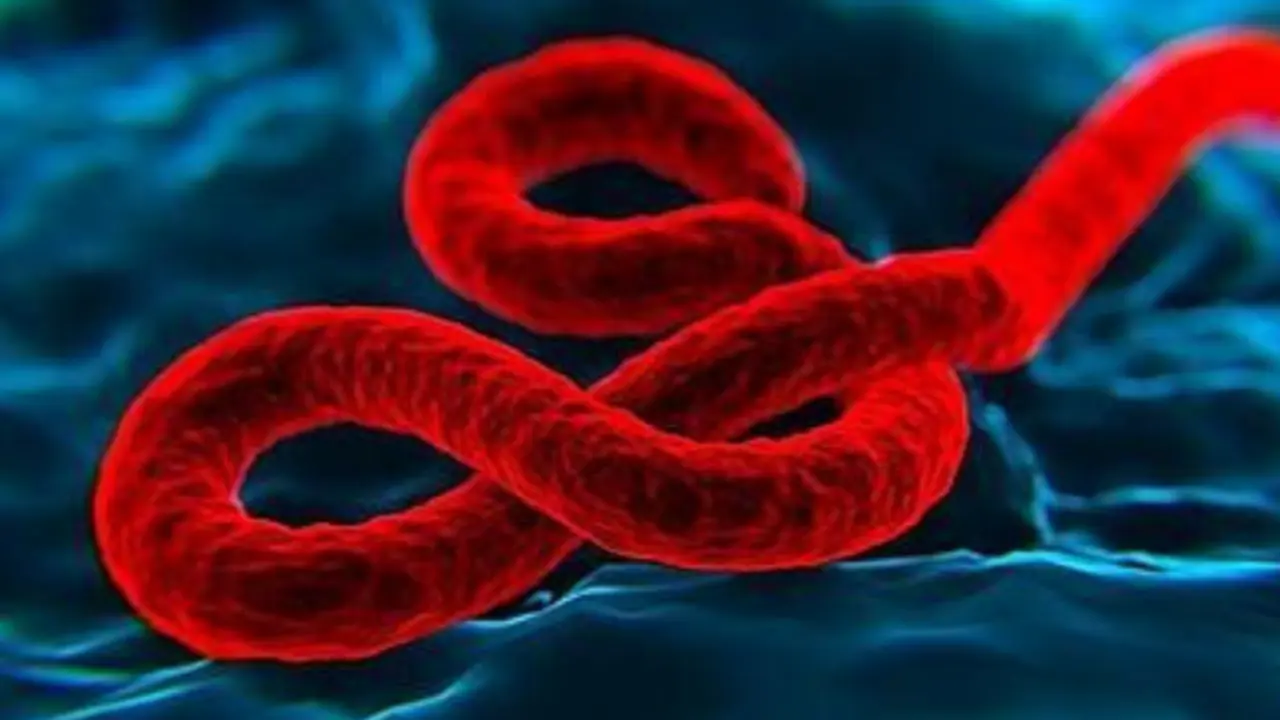 Virus del &eacute;bola. / Abc.es.