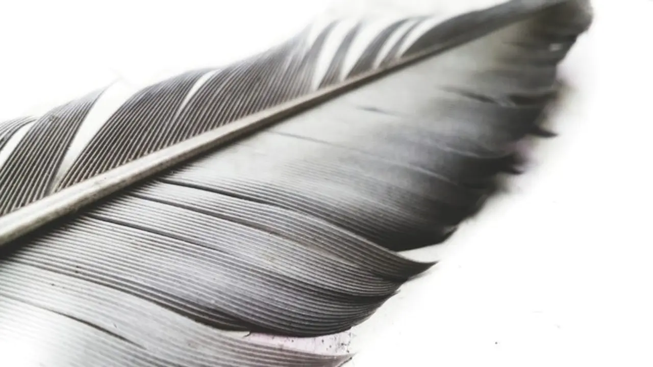 Plumas. / Pexels.com.