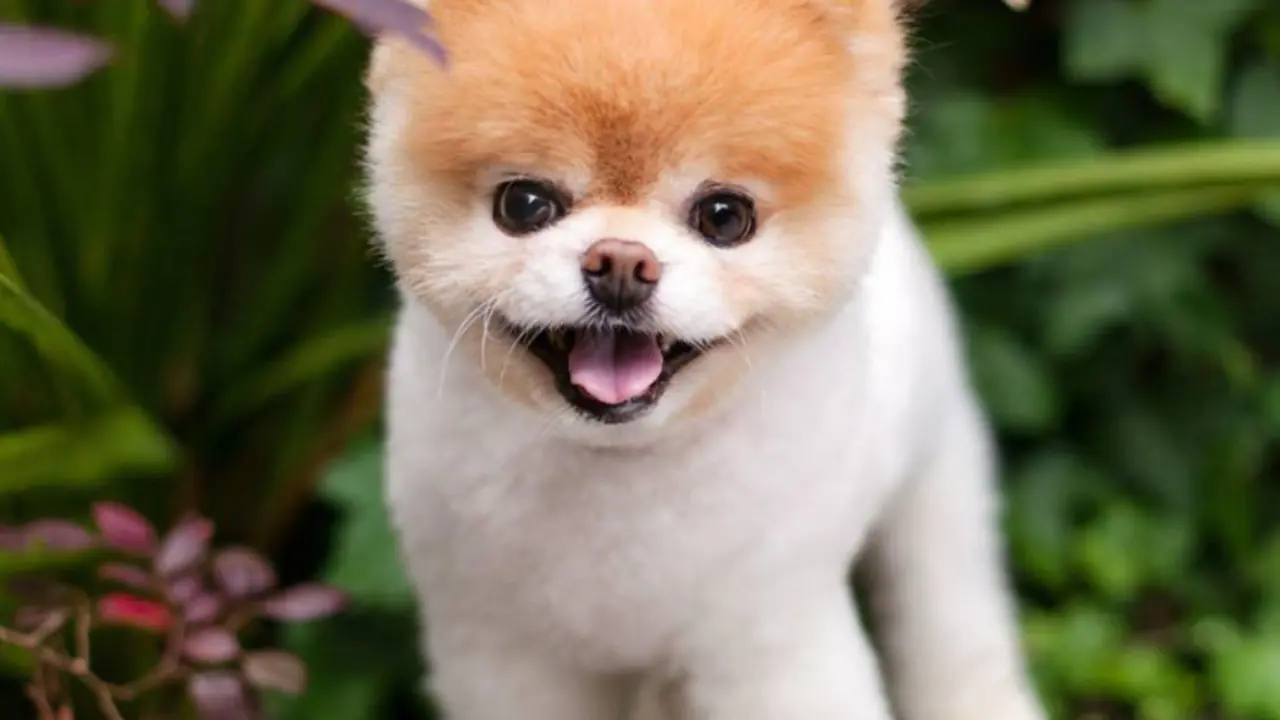 La gente est&aacute; desconsolada por la p&eacute;rdida de Boo, el perro m&aacute;s lindo del mundo. / RRSS.