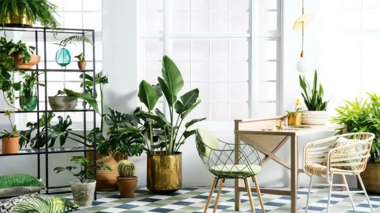 Casa con plantas. / RR SS.