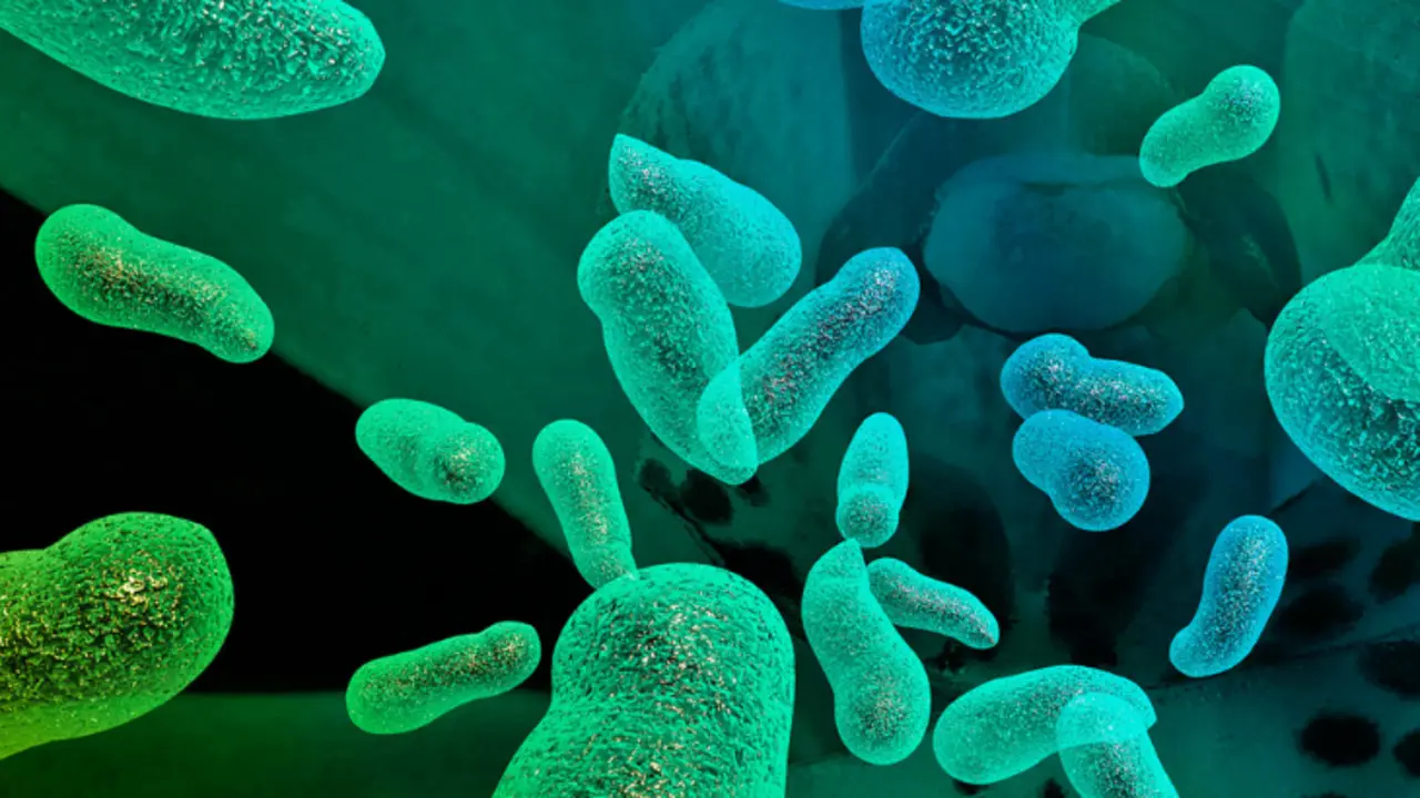 Bacterias. / Somich.