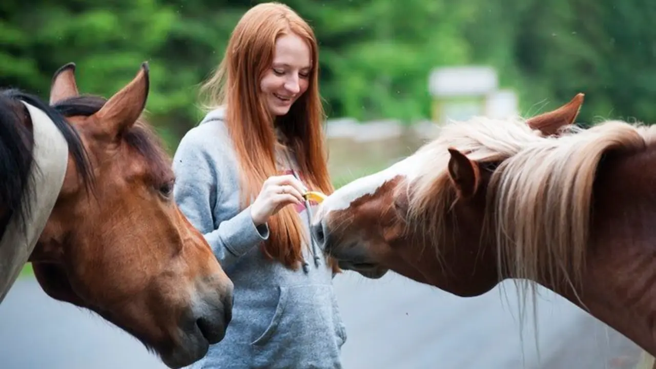 Caballos. / Pexels.com.