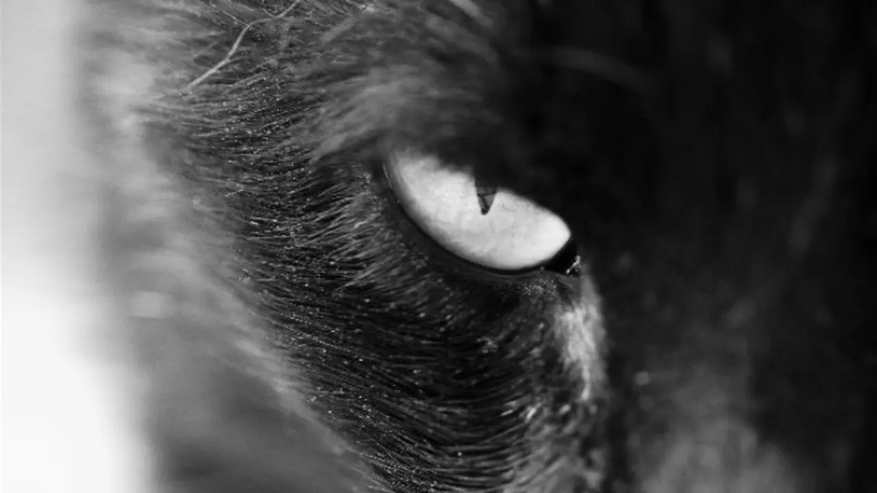 Un gato.