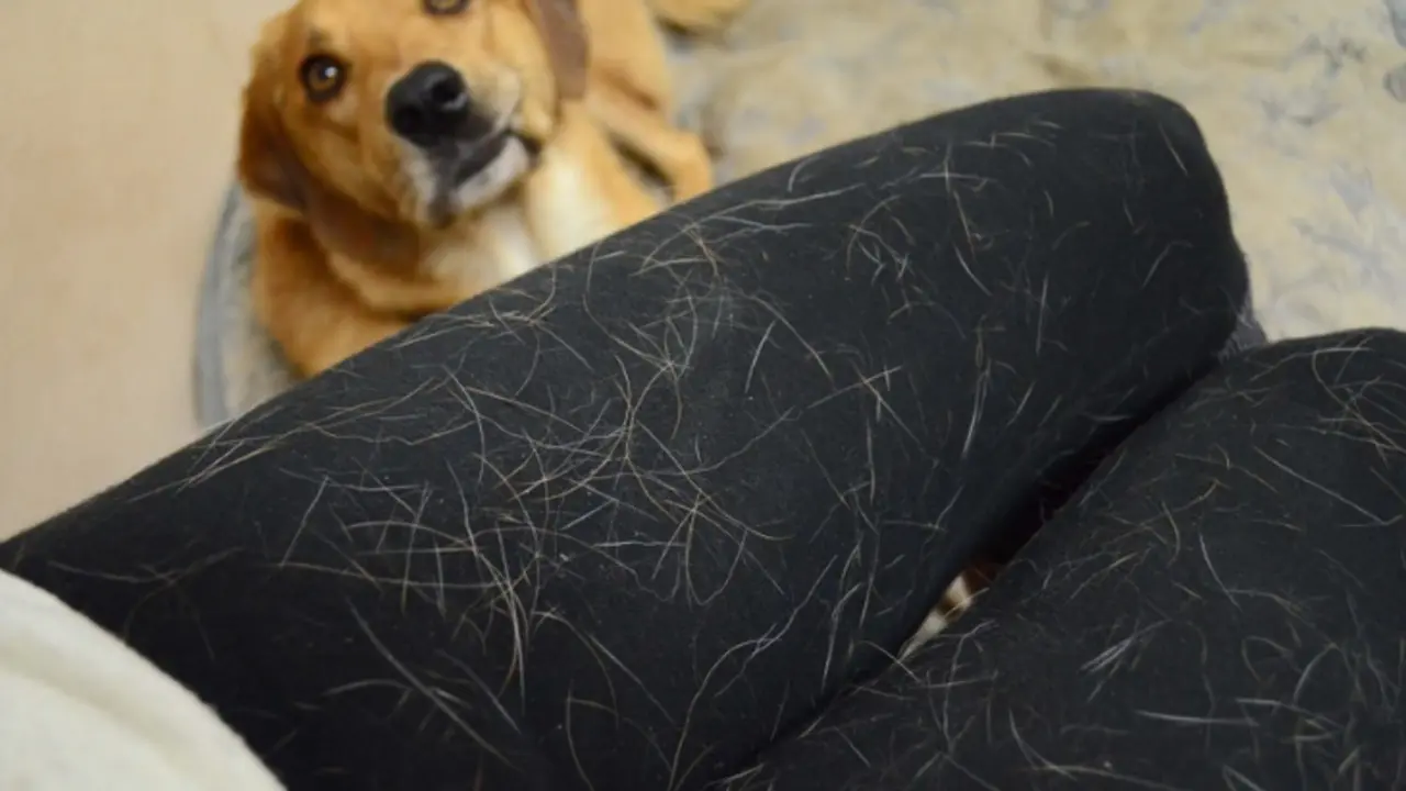Usa este truco de lavander&iacute;a para quitar el pelo de mascota de tu ropa. / Pet Doors.