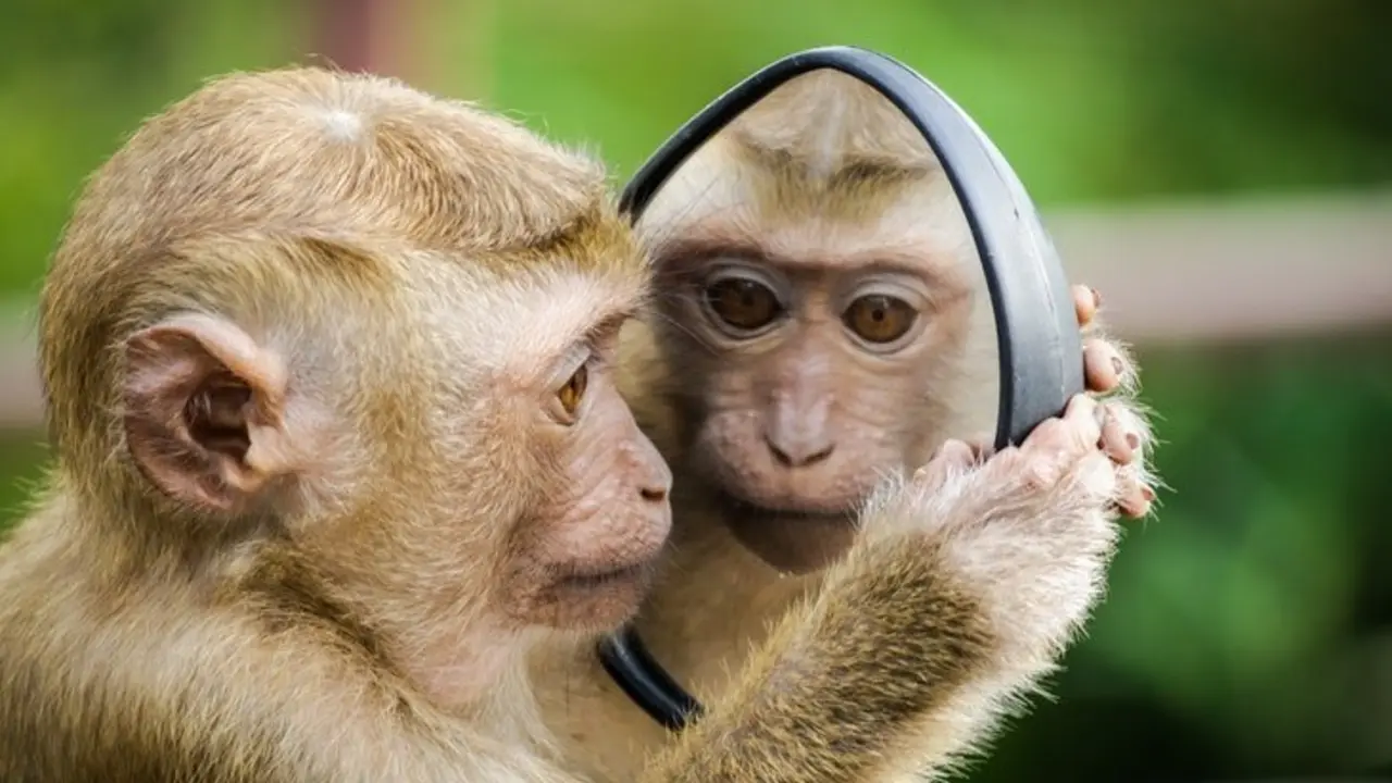 Primate. / Pexels.com.