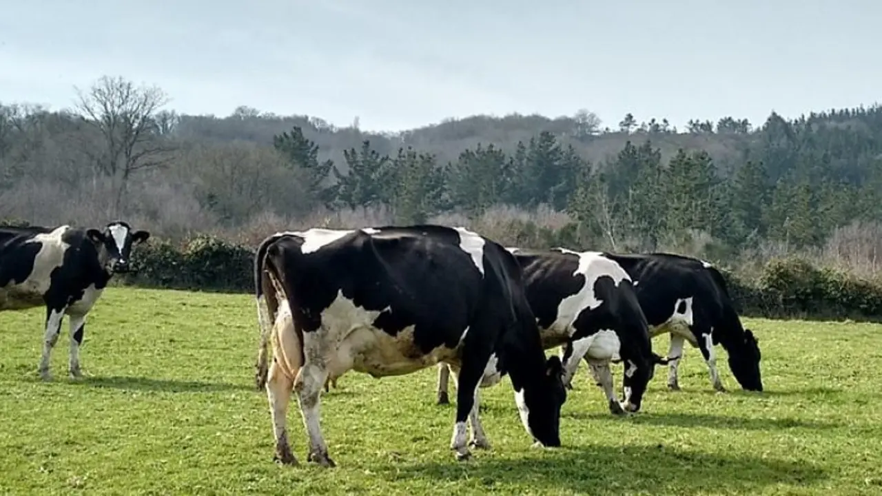 Vacas en un prado al lado de un monte en Galicia. / Pixabay
