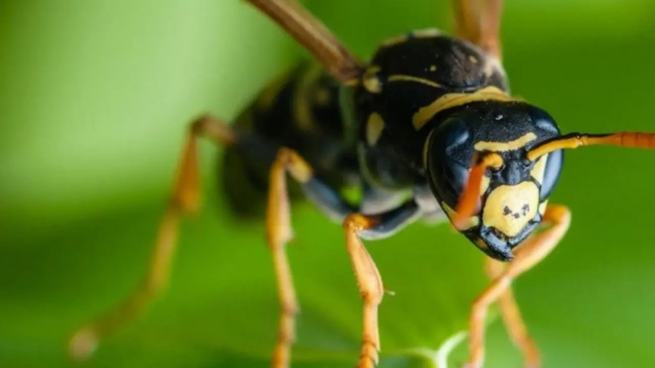 Avispa parasitoide. / Diario de Yucat&aacute;n.