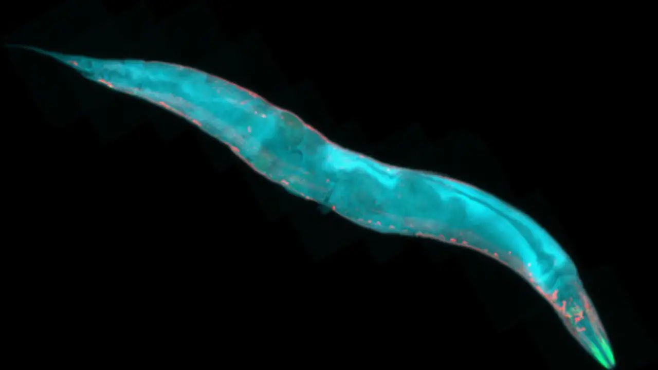 Gusano redondo microsc&oacute;pico C. elegans. / Science Daily.
