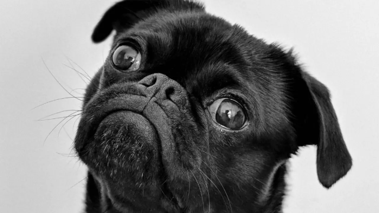 Perro. / Pexels.com.