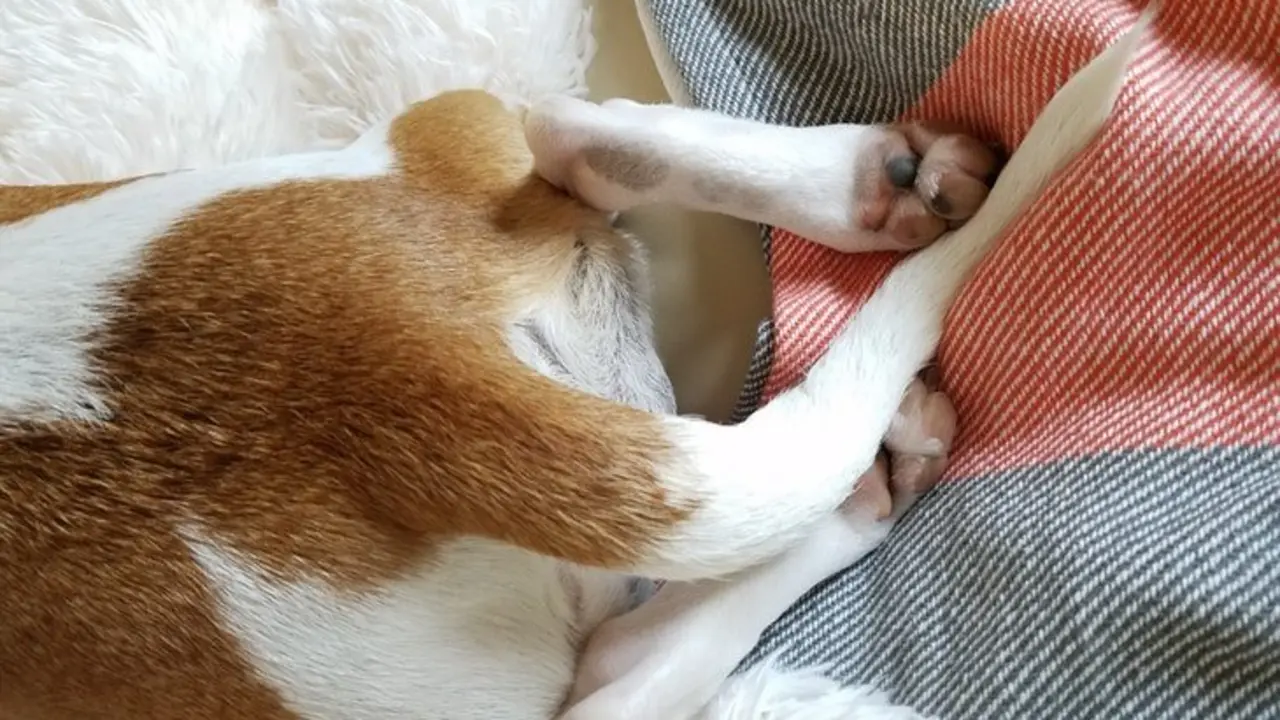 La cola de un perro. / Pexels.com.