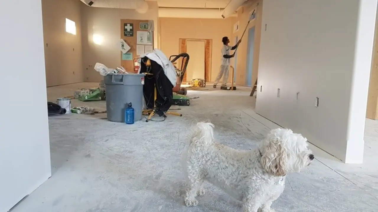 Un perro en una casa. / Pexels.com.