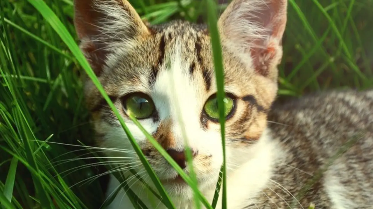 Un gato en el c&eacute;sped. / Pexels.com.