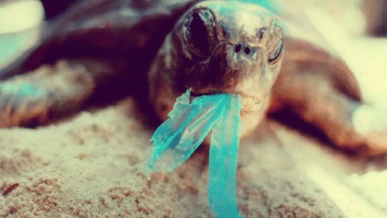 Una tortuga comiendo pl&aacute;stico. RR SS