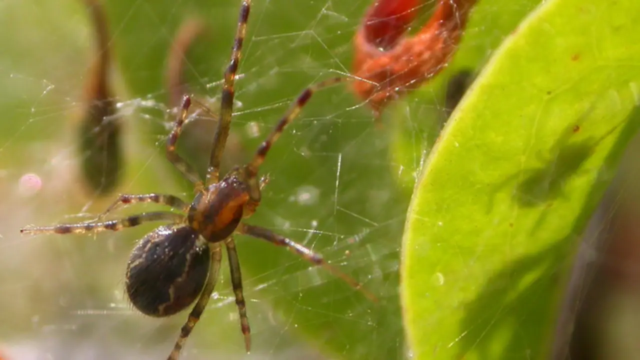 Anelosimus studiosus, ara&ntilde;a. / Texas Entomology.