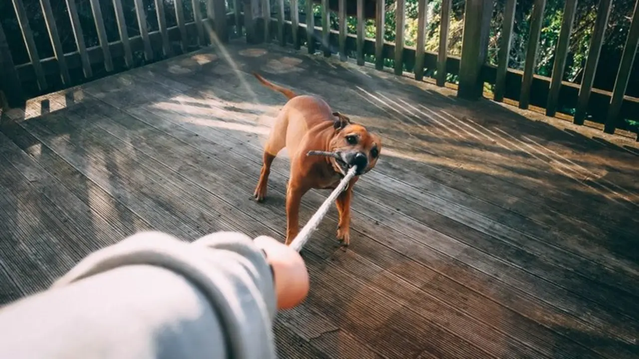 Un perro jugando con su due&ntilde;o.  / Pexels.com.