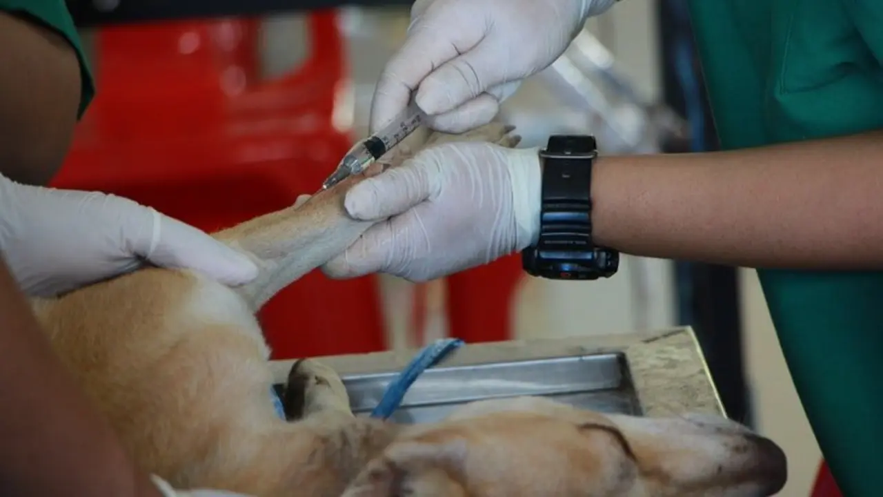 Un veterinario vacunando a un perro. / Pexels.com.