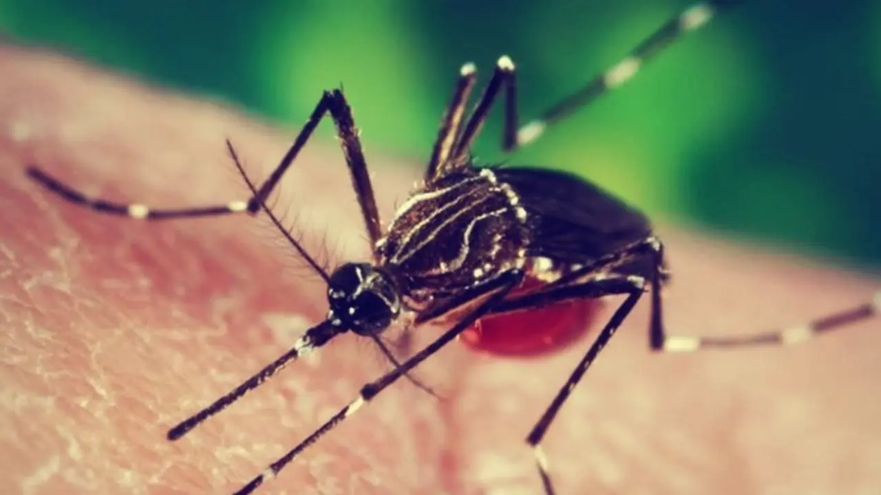 Dengue. RR SS.