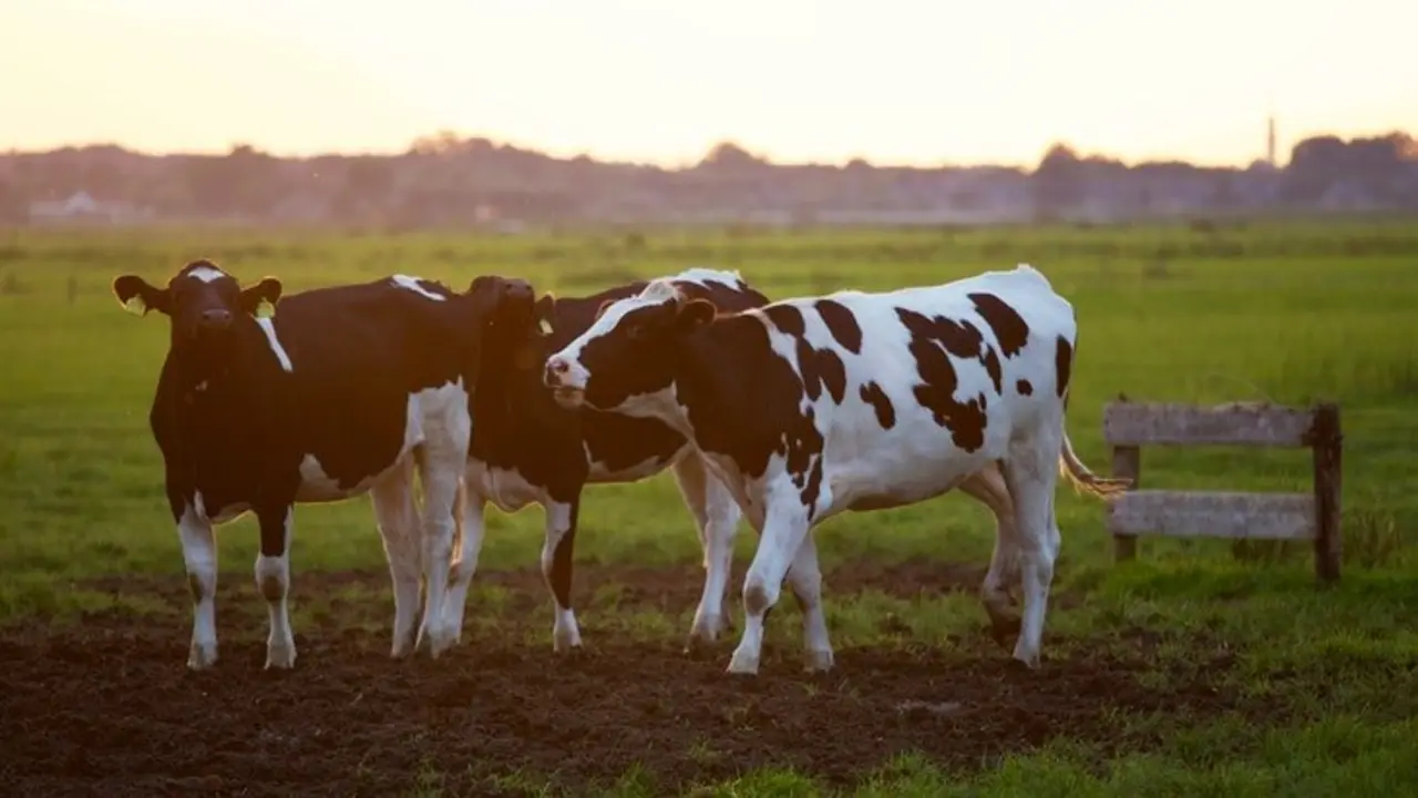 Unas vacas. / Pexels.com.