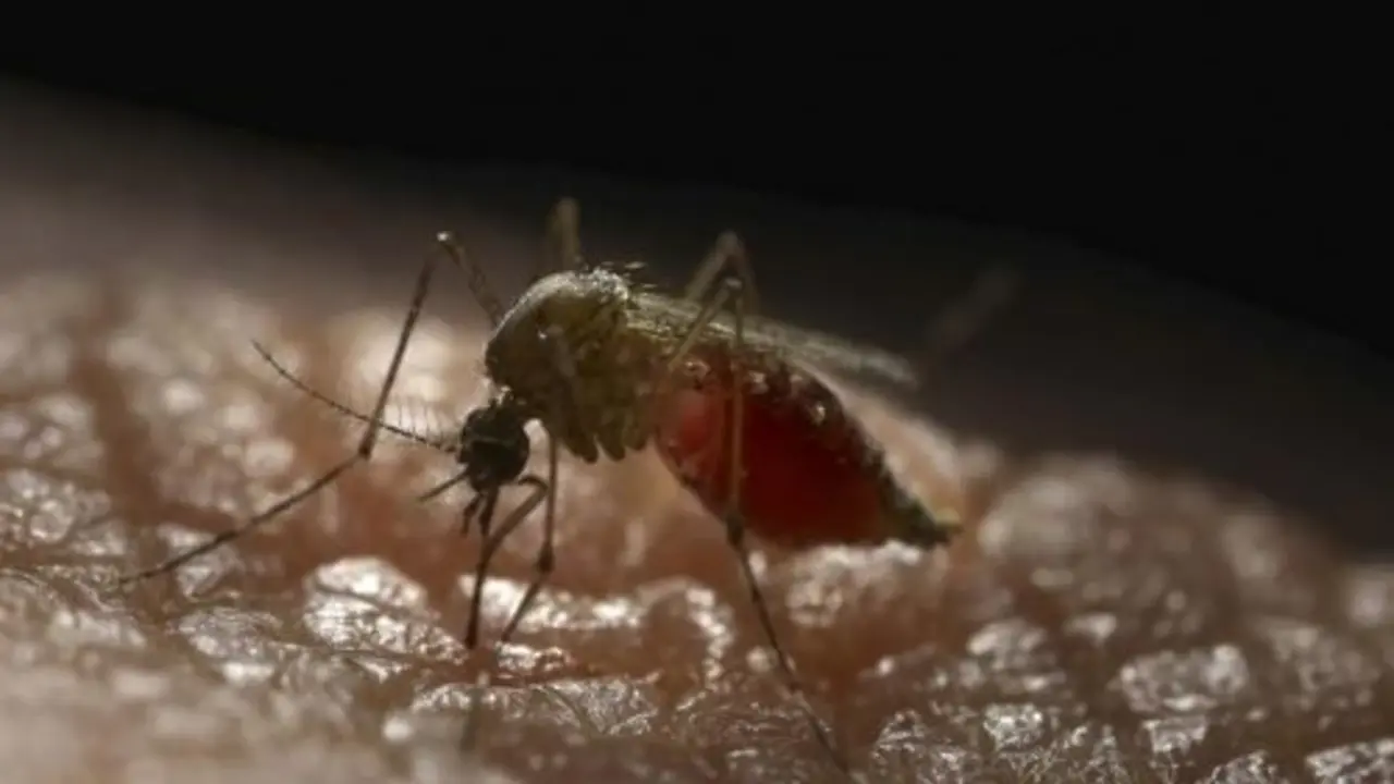 Mosquito Aedes aegypti, transmisor del virus del Zika. / ERIK JEPSEN, CREATIVE SERVICES AND PUBLICATIONS