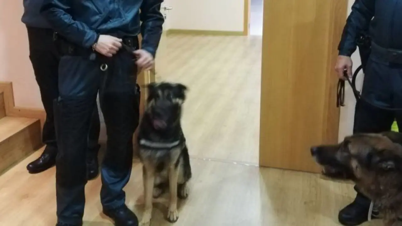 Guardias civiles con Maxi, un pastor alem&aacute;n de 12 a&ntilde;os, que ha intervenido en una treintena de operaciones antidroga en Galicia. / Isabel Bravo, de Radio Coru&ntilde;a