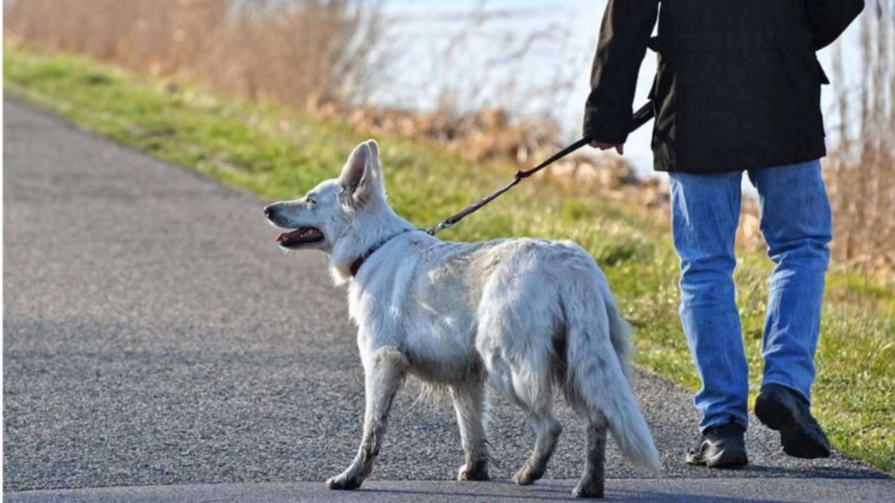 Paseo de perros. / Pixabay