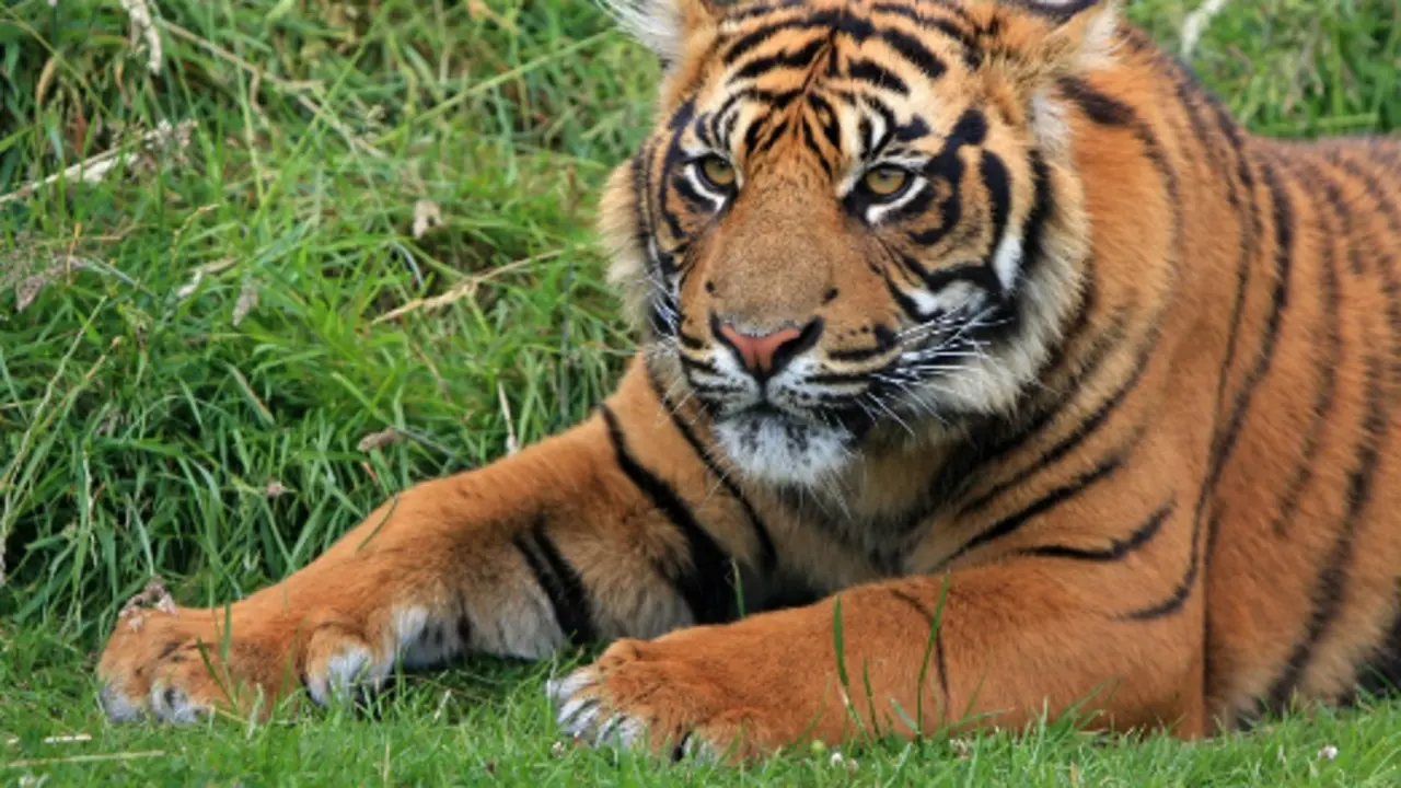 Tigre. / Pixabay.