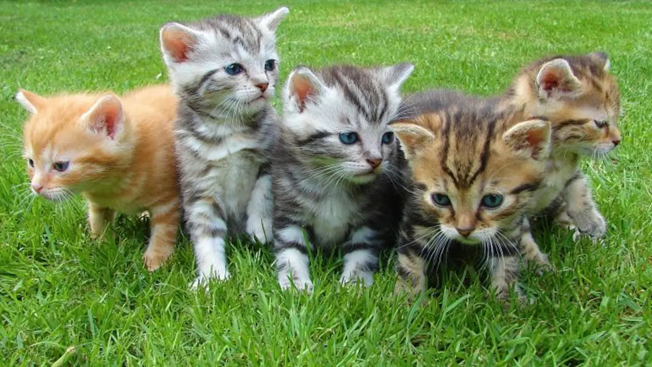 Gatos peque&ntilde;os. / Pexels