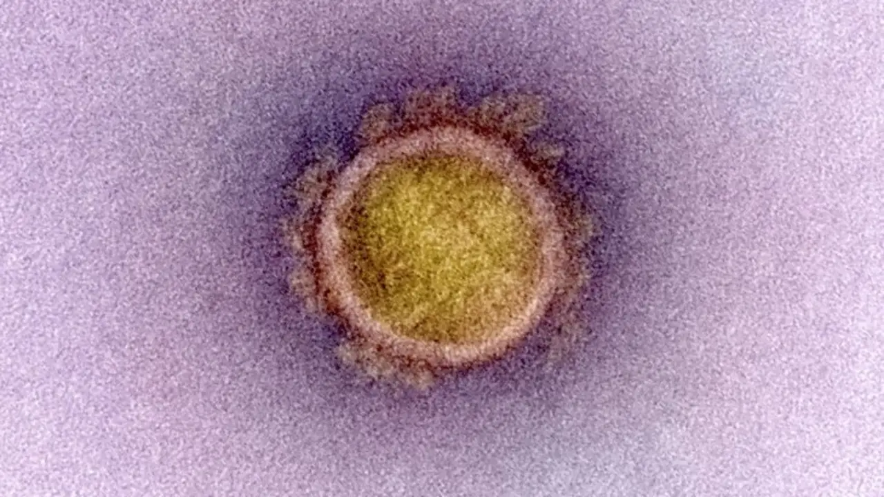 Imagen referente del que ser&iacute;a el coronavirus.