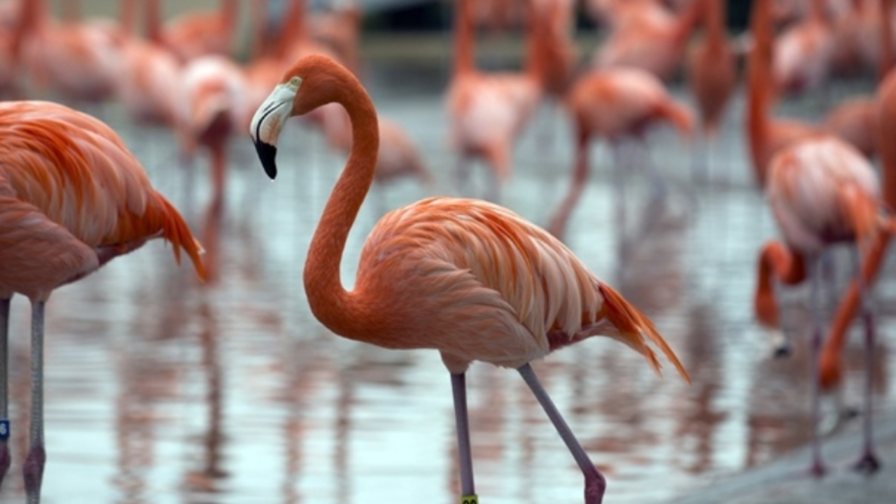 Flamencos. / Mundiario