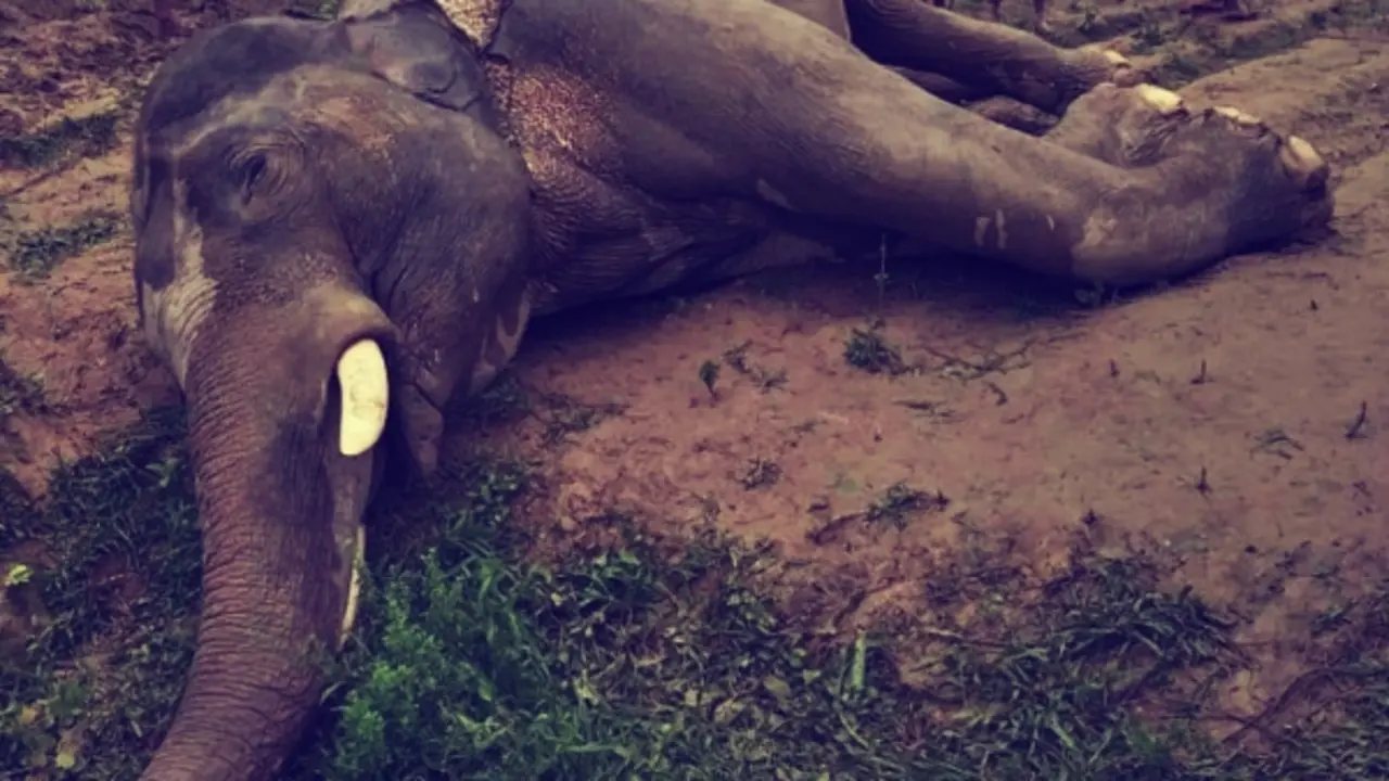 Elefante muerto. Facebook @RedNoticieroAnimal
