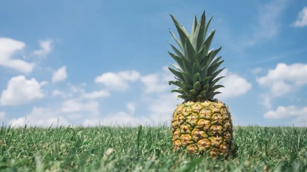 Pi&ntilde;a tropical. / Pixabay