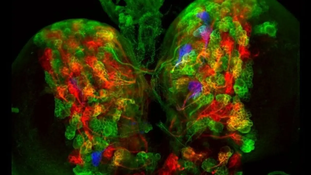 Fluorescencia de un cerebro de mosca marcado con CLADES. / National Geographic