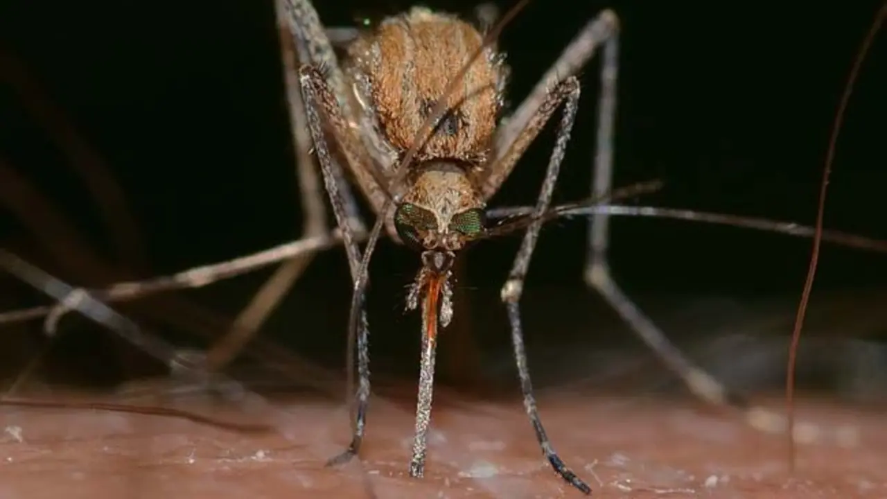 Imagen referencial de un mosquito. / Pixabay