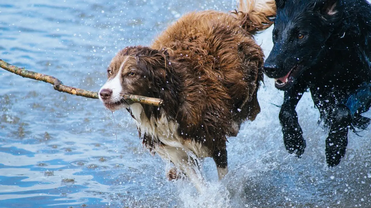 Perros jugando. / Pixabay