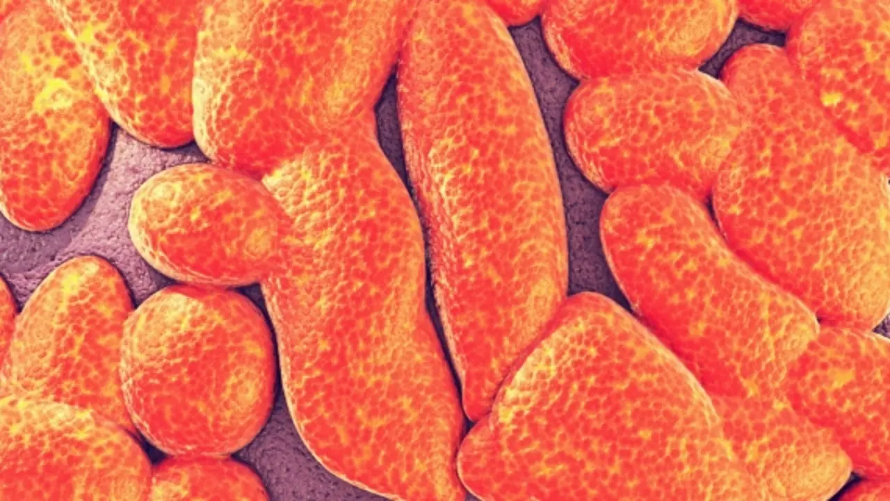 Bilophila. microbiomology.org.