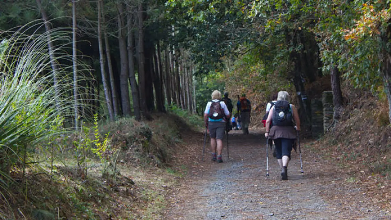 Corredoira-arbolada-etapa-Camino-Santiago-Melide-Arzua-Pedrouzo-frances-Galicia_EDIIMA20170504_0755_19 (1)_opt