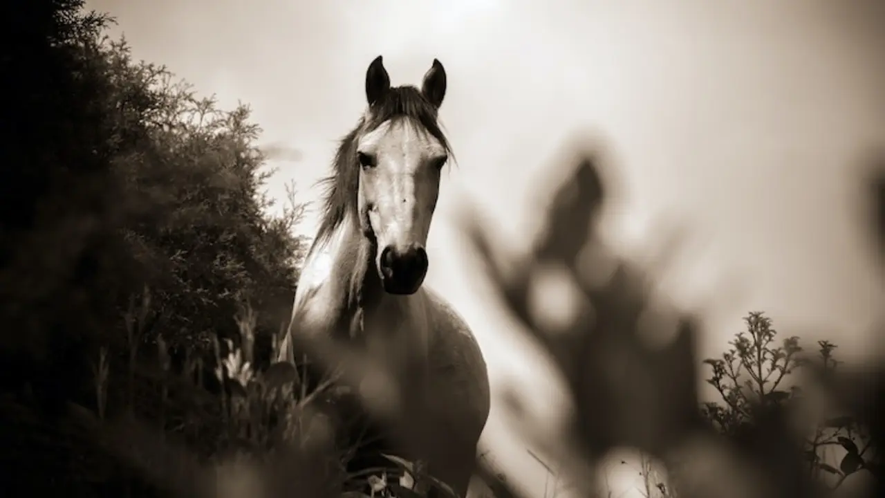 Caballo. / Robomorfo multimedia. / Pexels