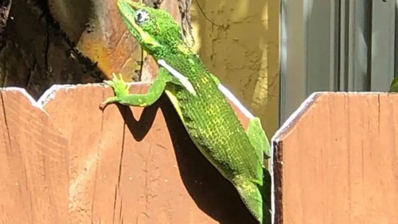 Iguana protestona  I Meme de O. Duparol