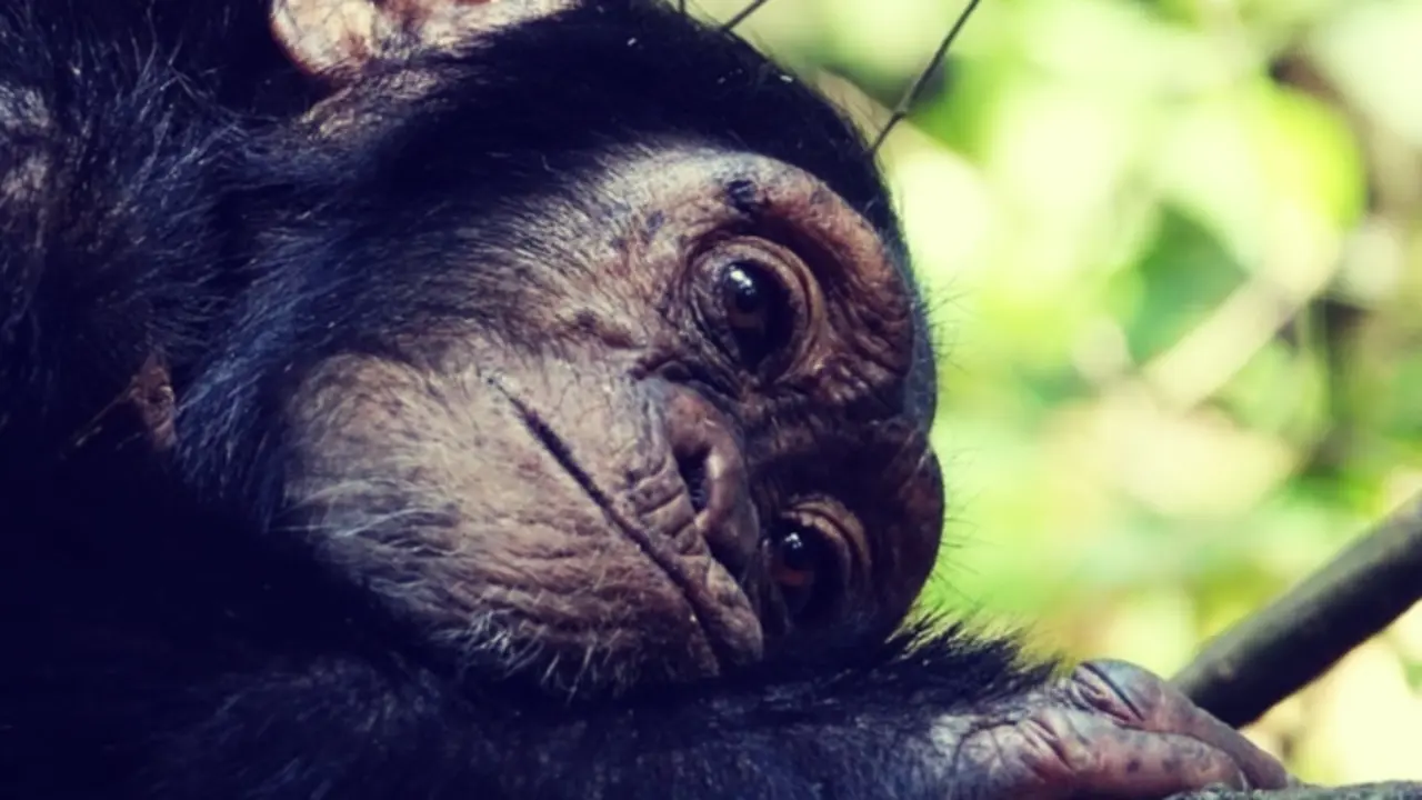 Un chimpanc&eacute;s. / Pexels.