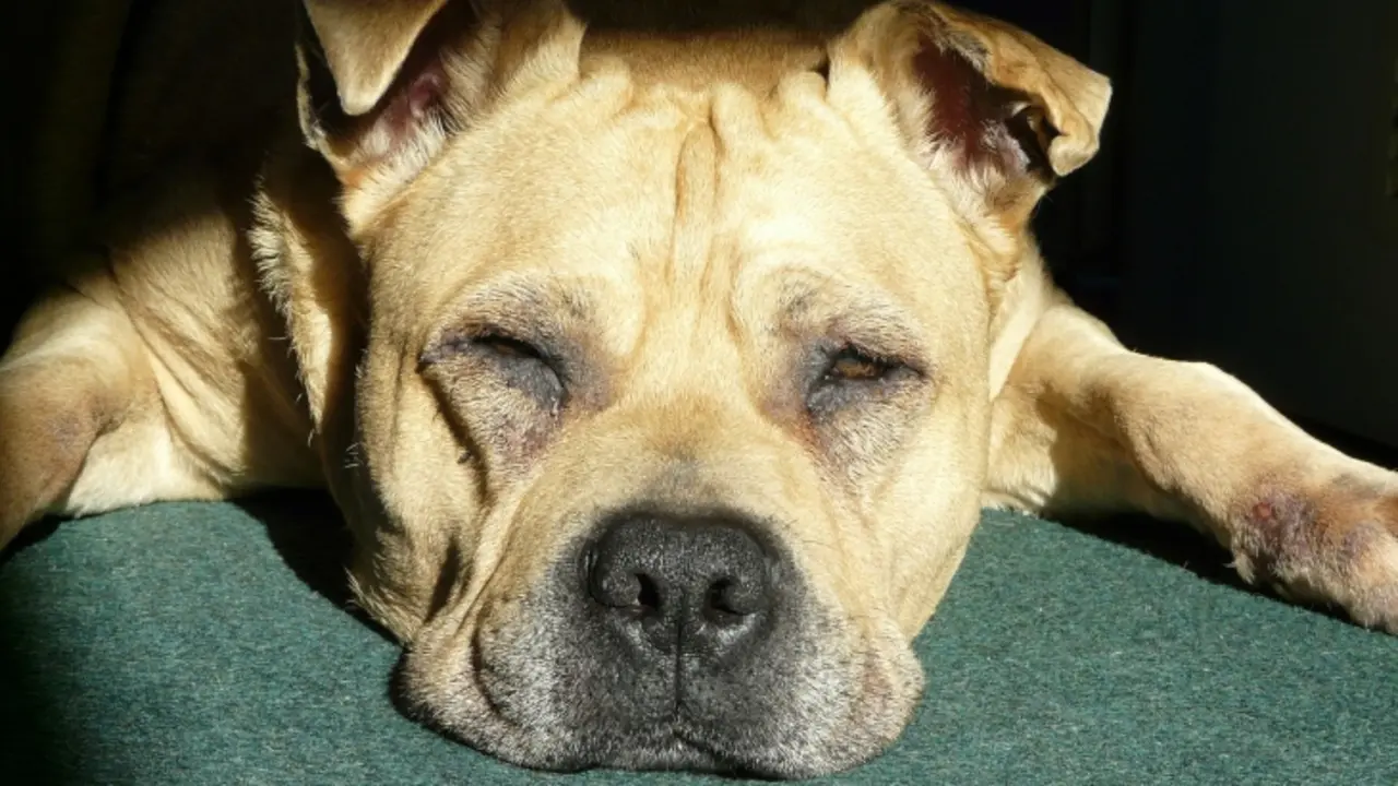 Perro durmiendo / Pixabay